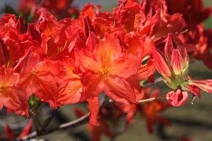 Azalea Flowers Orange